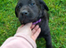 Black Lab bitch