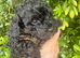 Cavapoochon puppies 5 * Council reg’d