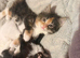 3 girls and 1 boy kitten