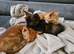 3 kittens for sale