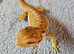 Bearded dragon 4months old ( Rescue )