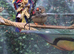 Zebra finch