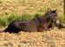Courtenay Miss Matilda Dartmoor Hill Pony