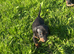 Dachshund Pups