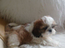 Shih tzu puppies boys and girls