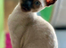 Beautiful Cornish Rex Kittens Ready Now