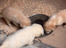 Cocker spaniel pups