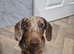 Daple male mini dachshund 6 months old