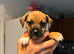 5 adorable 7 week old puppies