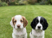 Show cocker spaniel