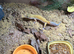 Beautiful male leopard gecko and full set up