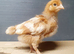 Chicken's/ hens for sale