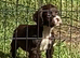 Cocker spaniel puppies, ready to leave.