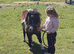 american minature horse