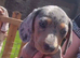 Lovely Well Bred Miniature Dachshund Pups Ready Now!