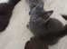 Maine coon kittens