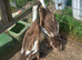2 fawn and white Indian runner