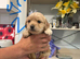 Puppies available 5th August
