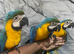 Hand-Rearing Stunning Baby Friendly Super Tame Cuddly Blue & Gold Macaw Parrot,12