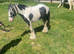 Selling my lovely horse called billy