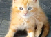 Maine coon x Ragdoll kittens Available now!