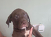 Presa canario puppys, ready to leave to their forever home