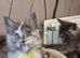 Excellent pedigree kittens