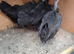7 bantam chickens