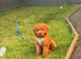 Cavapoo