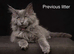 Council licensed TICA registered Maine Coon kittens