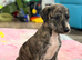 Saluki x lurcher puppy&rsquo;s available
