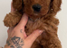 Beautiful litter of f1b cockapoo pups ready soon