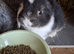 Beautifull mini lops