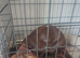 1-year-old cocker spaniel