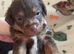 6 Beautiful Toy Jackapoo Puppies