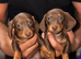 True to Type Miniature Dachshund Puppies – Forever Homes Wanted