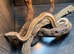 Mexican Rosy Boa 100% het Albino at Birmingham Reptiles