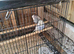 mixed birds for sale coventry