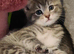 ABSOLUTELY BEAUTIFUL RUSSIAN BLUE KITTEN 9 WEEKS