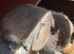 1 year old rabbit and hutch