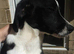 Bingo is looking for his forever home