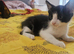 Male kitten