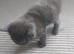 Last little boy from litter of 7 needs own home