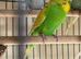 Budgies