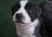Staffy cross husky puppies