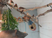 Zebra finches for sale.mixed colours