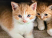 Beautiful persian x kittens