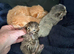 Beautiful tabby kittens for sale