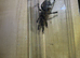 OBT USAMBARA Orange, P MURINUS