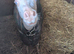 Cremello 2 year old colt